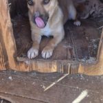 Mischling Elfe, 12/2023, ca. 35 cm