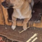 Mischling Elfe, 12/2023, ca. 35 cm