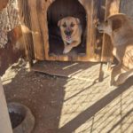 Mischling Elfe, 12/2023, ca. 35 cm