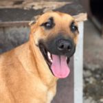 Malinois Mischling Ewya, 01/2025, ca. 60-65 cm