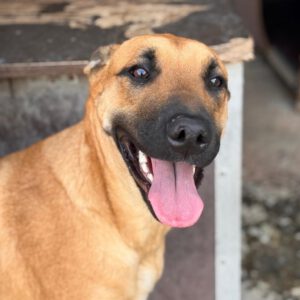 Malinois Mischling Ewya, 01/2025, ca. 60-65 cm