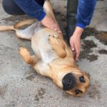 Malinois Mischling Ewya, 01/2025,  ca. 60-65 cm