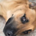 Malinois Mischling Ewya, 01/2025,  ca. 60-65 cm