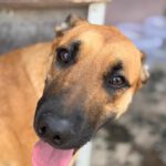 Malinois Mischling Ewya, 01/2025,  ca. 60-65 cm