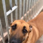 Malinois Mischling Ewya, 01/2025,  ca. 60-65 cm