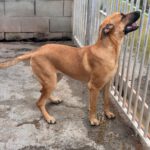 Malinois Mischling Ewya, 01/2025,  ca. 60-65 cm
