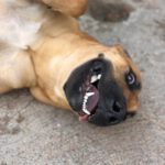 Malinois Mischling Ewya, 01/2025,  ca. 60-65 cm