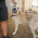 Mischling Jim Carrey, 02/2019, ca. 70 cm, 31311 Uetze