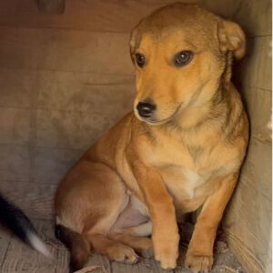 Mischling Kalle, 08/2025, Endgröße ca. 40-45 cm