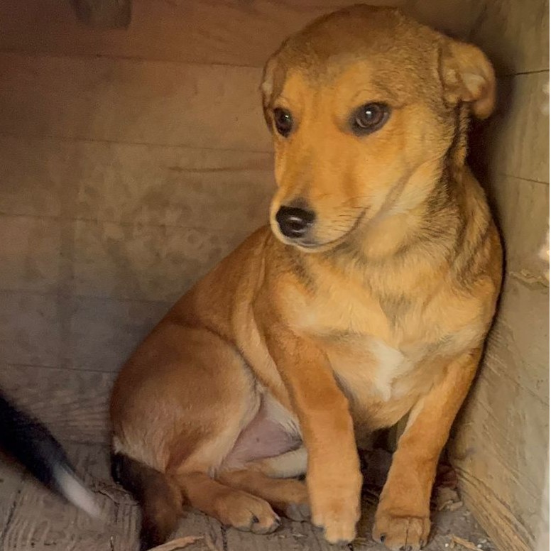 Mischling Kalle, 08/2025, Endgröße ca. 40-45 cm