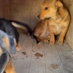 Mischling Kalle, 08/2025, Endgröße ca. 40-45 cm