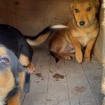 Mischling Kalle, 08/2025, Endgröße ca. 40-45 cm