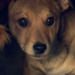 Mischling Kalle, 08/2025, Endgröße ca. 40-45 cm