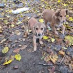 Mischling Kalle, 08/2025, Endgröße ca. 40-45 cm