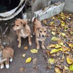 Mischling Kalle, 08/2025, Endgröße ca. 40-45 cm