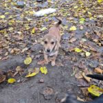 Mischling Kalle, 08/2025, Endgröße ca. 40-45 cm