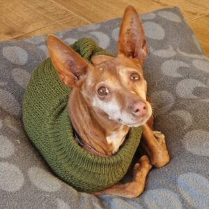 Podenco Lulu, 07/2018, ca. 45 cm, 88422 Kanzach