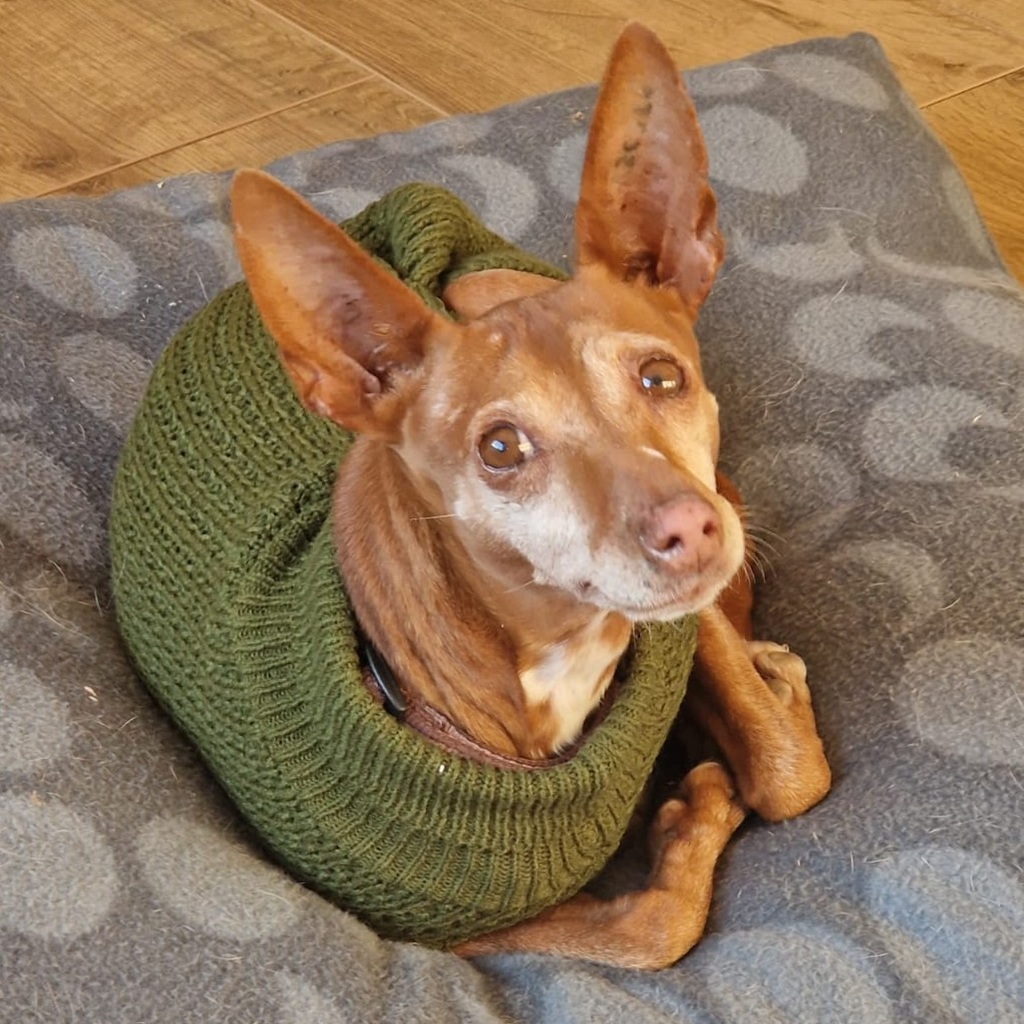 Podenco Lulu, 07/2018, ca. 45 cm, 88422 Kanzach