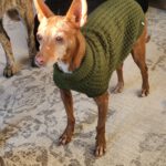 Podenco Lulu,  07/2018,  ca. 45 cm, 88422 Kanzach