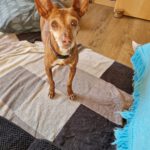 Podenco Lulu,  07/2018,  ca. 45 cm, 88422 Kanzach