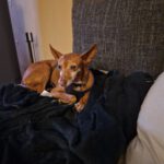 Podenco Lulu,  07/2018,  ca. 45 cm, 88422 Kanzach