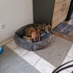 Podenco Lulu,  07/2018,  ca. 45 cm, 88422 Kanzach