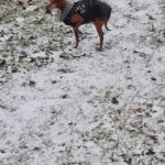 Podenco Lulu,  07/2018,  ca. 45 cm, 88422 Kanzach