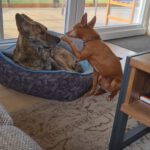 Podenco Lulu,  07/2018,  ca. 45 cm, 88422 Kanzach