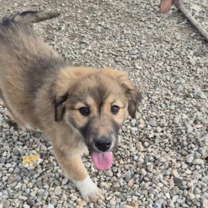 Mischling Maya, 10/2025, Endgröße ca. 50-55 cm