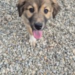 Mischling Maya, 10/2025, Endgröße ca. 50-55 cm