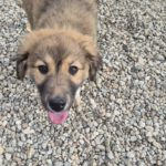 Mischling Maya, 10/2025, Endgröße ca. 50-55 cm