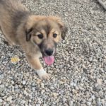 Mischling Maya, 10/2025, Endgröße ca. 50-55 cm