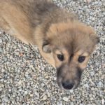 Mischling Maya, 10/2025, Endgröße ca. 50-55 cm