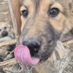 Mischling Maya, 10/2025, Endgröße ca. 50-55 cm