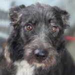 Mischling Melli, 12/2024, ca. 45 cm