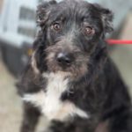 Mischling Melli, 12/2024, ca. 45 cm