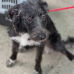 Mischling Melli, 12/2024, ca. 45 cm