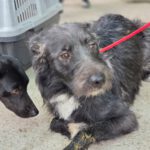 Mischling Melli, 12/2024, ca. 45 cm