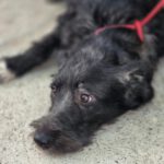 Mischling Melli, 12/2024, ca. 45 cm