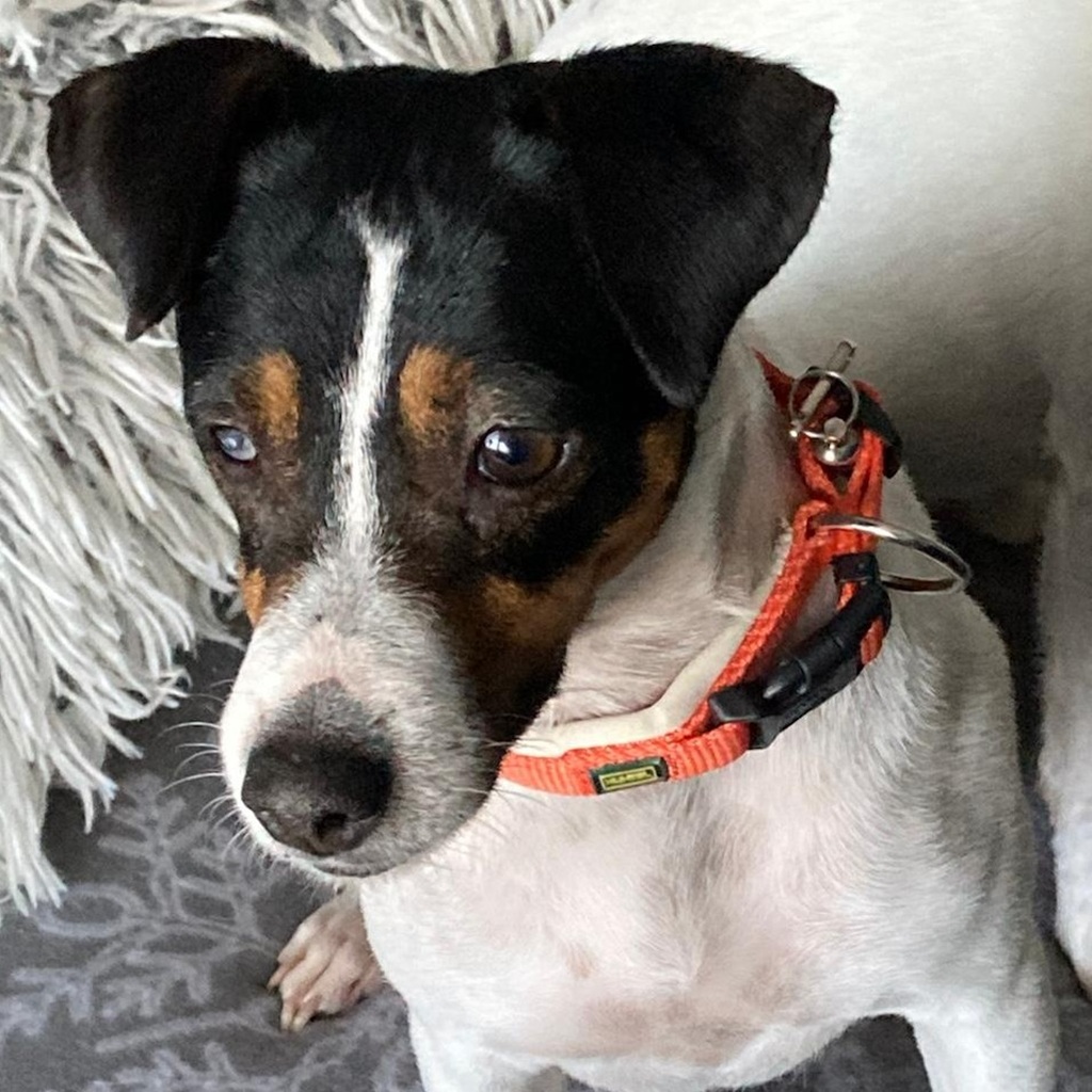 Bodeguero Mischling Nami, 05/2023, ca. 40 cm, 55411 Bingen-Kempten