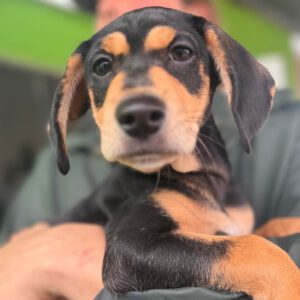 Mischling Norbert, 10/2025, Endgröße ca. 45 cm