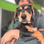 Mischling Norbert, 10/2025, Endgröße ca. 45 cm