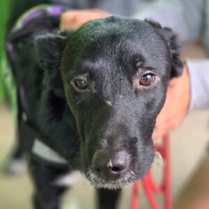 Mischling Oscar, 12/2024, ca. 45 cm