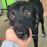 Mischling Oscar, 12/2024, ca. 45 cm