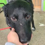 Mischling Oscar, 12/2024, ca. 45 cm