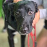 Mischling Oscar, 12/2024, ca. 45 cm