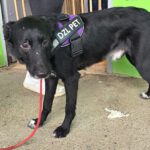 Mischling Oscar, 12/2024, ca. 45 cm