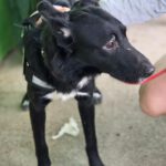 Mischling Oscar, 12/2024, ca. 45 cm