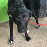 Mischling Oscar, 12/2024, ca. 45 cm