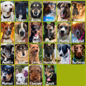 Unterstützung Pensionspatenschaften